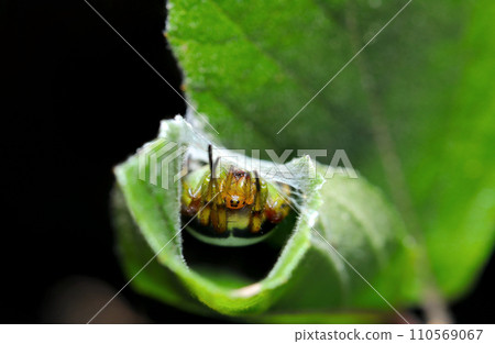 The appearance of a giant spider in a comfortable home with curled leaves (natural light & strobe macro lens close-up) The appearance of a giant spider in a comfortable home with curled leaves (natural light & strobe macro lens close-up) 110569067