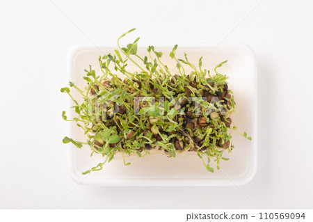 Bean seedlings reharvest 110569094