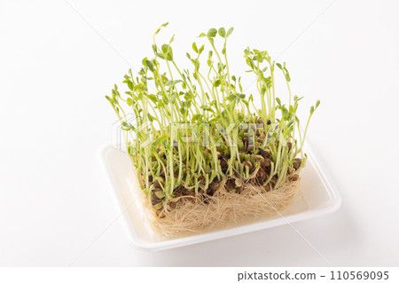 Bean seedlings reharvest 110569095