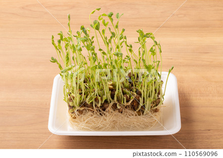 Bean seedlings reharvest 110569096