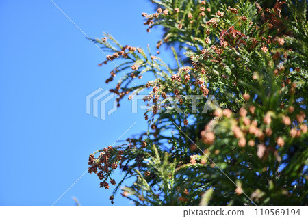 Male flower of Sugi (sugi) in early spring Male flower of Sugi (sugi) in early spring 110569194