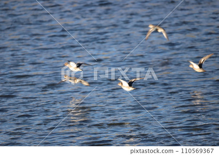 Flock of flight Flock of flight 110569367
