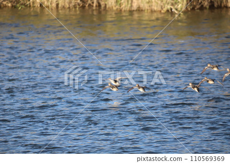 一群飛行 一群飛行 110569369