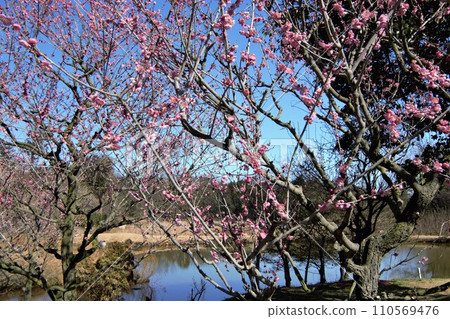 Kazehaya no Sato where plum blossoms bloom Kazehaya no Sato where plum blossoms bloom 110569476