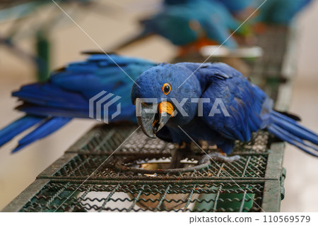 blue hyacinth macaw parrot (anodorhynchus hyacinthinus) eating food blue hyacinth macaw parrot (anodorhynchus hyacinthinus) eating food 110569579