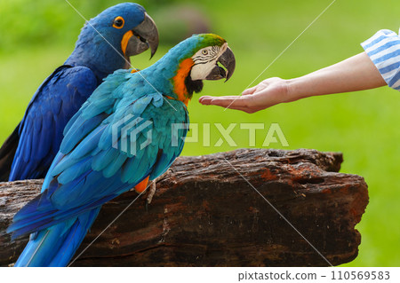 feeding blue-and-yellow macaw (Ara ararauna) bird on hand 110569583