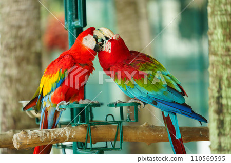 pair of scarlet macaw (Ara macao), red parrot kissing pair of scarlet macaw (Ara macao), red parrot kissing 110569595