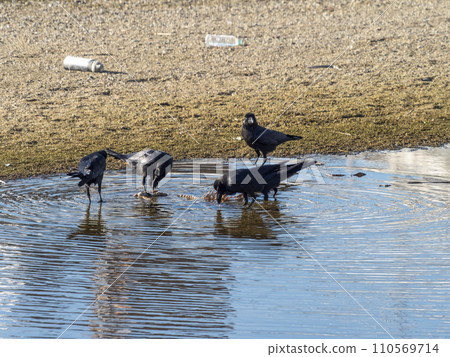 A flock of crows eating a dead river cormorant 110569714