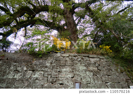 A large camphor tree growing on the stone wall of Wakayama Castle in Wakayama City, Wakayama Prefecture 110570216