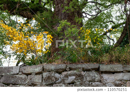 A large camphor tree growing on the stone wall of Wakayama Castle in Wakayama City, Wakayama Prefecture A large camphor tree growing on the stone wall of Wakayama Castle in Wakayama City, Wakayama Prefecture 110570251