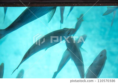 部瀨名海洋公園,從玻璃底船看到的紅姬路,沖繩縣名護市 部瀨名海洋公園,從玻璃底船看到的紅姬路,沖繩縣名護市 110570386