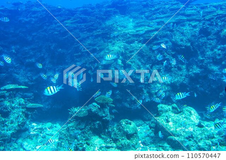 Busena Marine Park - Coral reef and shoal of Oyabitcha seen from the underwater observation tower, Nago City, Okinawa Prefecture 110570447