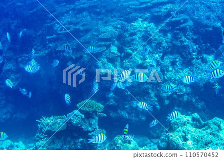 Busena Marine Park - Coral reef and shoal of Oyabitcha seen from the underwater observation tower, Nago City, Okinawa Prefecture Busena Marine Park - Coral reef and shoal of Oyabitcha seen from the underwater observation tower, Nago City, Okinawa Prefecture 110570452