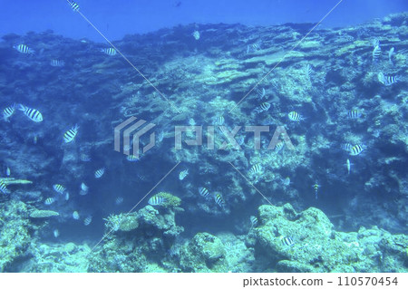 Busena Marine Park - Coral reef and shoal of Oyabitcha seen from the underwater observation tower, Nago City, Okinawa Prefecture 110570454