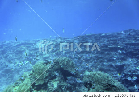 Busena Marine Park - Coral reef and shoal of Oyabitcha seen from the underwater observation tower, Nago City, Okinawa Prefecture Busena Marine Park - Coral reef and shoal of Oyabitcha seen from the underwater observation tower, Nago City, Okinawa Prefecture 110570455