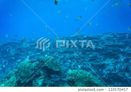 Busena Marine Park - Coral reef and shoal of Oyabitcha seen from the underwater observation tower, Nago City, Okinawa Prefecture 110570457