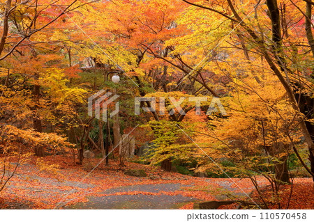 Autumn leaves along the stream at the foot of Sakurayama Park, a famous winter cherry blossom viewing spot in Sanbagawa, Fujioka City, Gunma Prefecture 110570458