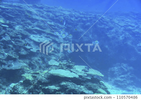Busena Marine Park - Coral reef and shoal of Oyabitcha seen from the underwater observation tower, Nago City, Okinawa Prefecture 110570486