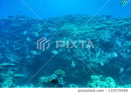 Busena Marine Park - Coral reef and shoal of Oyabitcha seen from the underwater observation tower, Nago City, Okinawa Prefecture Busena Marine Park - Coral reef and shoal of Oyabitcha seen from the underwater observation tower, Nago City, Okinawa Prefecture 110570490