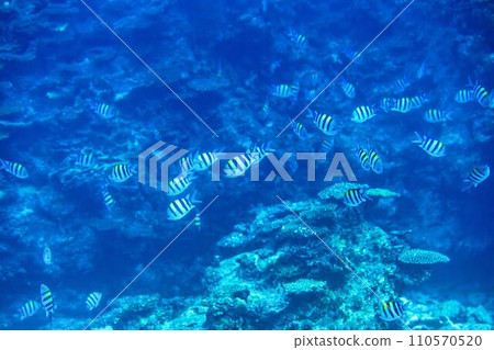 Busena Marine Park - Coral reef and shoal of Oyabitcha seen from the underwater observation tower, Nago City, Okinawa Prefecture Busena Marine Park - Coral reef and shoal of Oyabitcha seen from the underwater observation tower, Nago City, Okinawa Prefecture 110570520