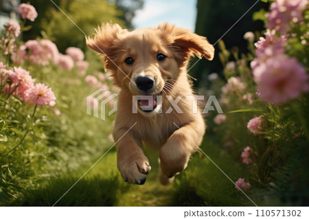 red puppy golden retriever running through green grass with pink peonies 110571302
