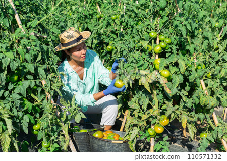 Asian woman harvests tomatoes on a plantation Asian woman harvests tomatoes on a plantation 110571332