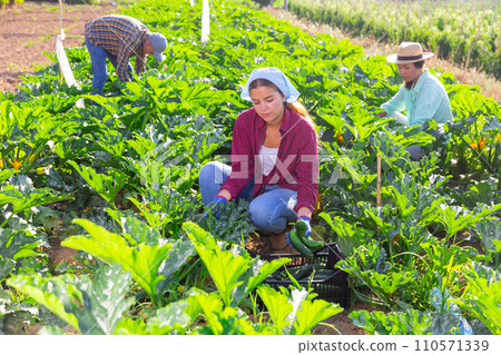 Three workers harvesting marrows 110571339
