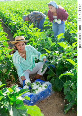 Successful Asian female farmer harvesting white eggplants 110571352