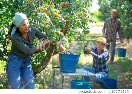 Asian female gathering harvest of pears at orchard Asian female gathering harvest of pears at orchard 110571425