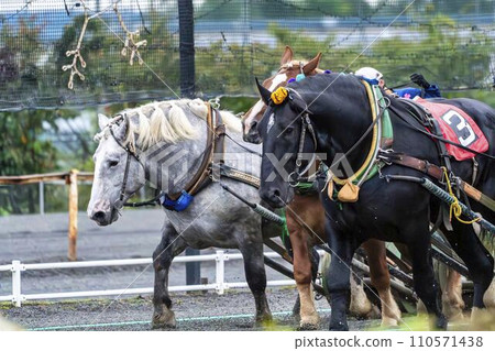 夜賽巴永賽馬帶廣賽馬場 110571438