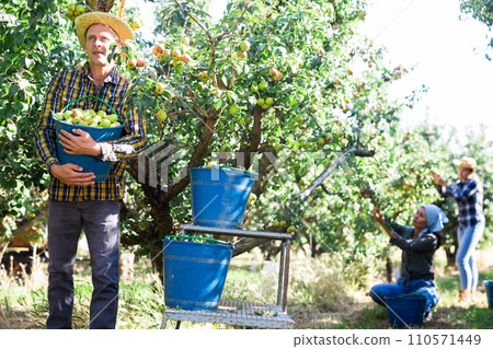 Man posing with bucket of harvested pears Man posing with bucket of harvested pears 110571449