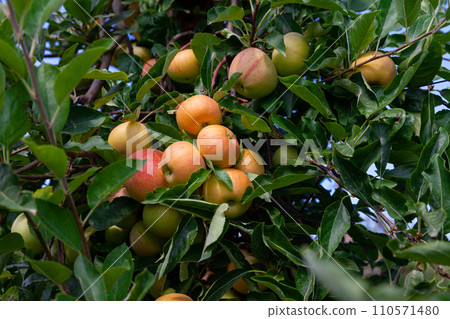 Ripe apples on tree branches Ripe apples on tree branches 110571480