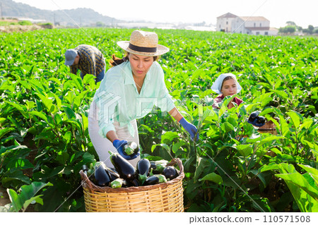 Asian female farm worker gathering crop of aubergines 110571508