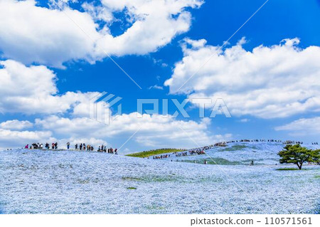 茨城縣常陸那珂市春天的常陸海濱公園 110571561