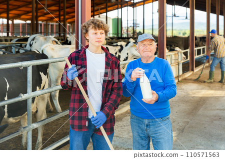 Elderly and youth men farm workers in cowshed Elderly and youth men farm workers in cowshed 110571563