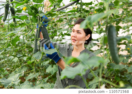 Asian farmer picking cucumbers 110571568