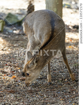 冬天的奈良公園和小鹿 110571570