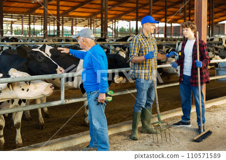 Three farm workers standing in cowhouse 110571589