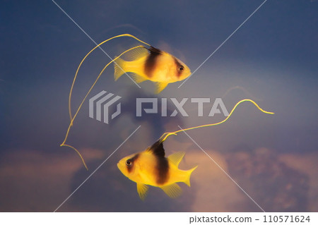 Yellow-bellied young fish 110571624