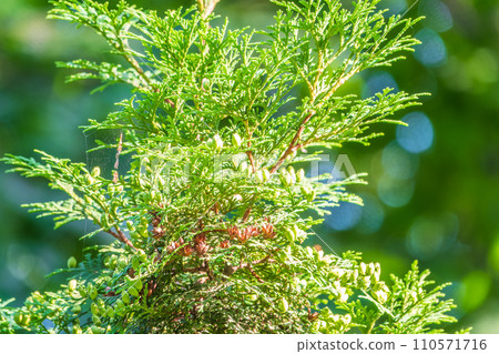 Thuja occidentalis green foliage. Green thuja tree branches, background. 110571716
