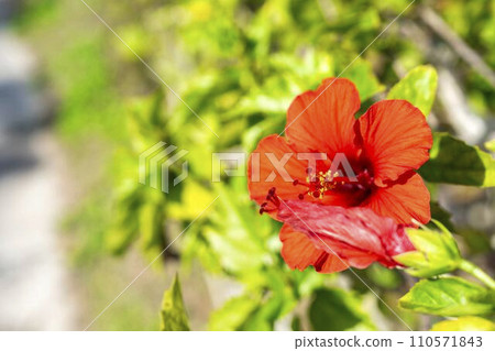 Red hibiscus blooming on the roadside, Nago City, Okinawa Prefecture Red hibiscus blooming on the roadside, Nago City, Okinawa Prefecture 110571843