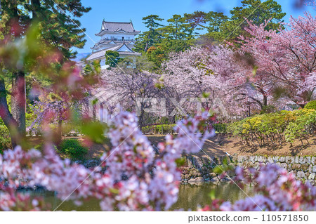 View of Odawara Castle in Odawara City, Kanagawa Prefecture through the cherry blossoms View of Odawara Castle in Odawara City, Kanagawa Prefecture through the cherry blossoms 110571850