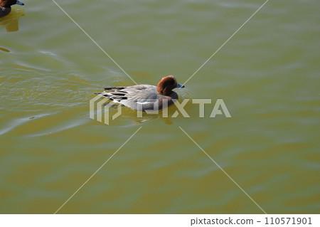 I wonder if the pond 110571901