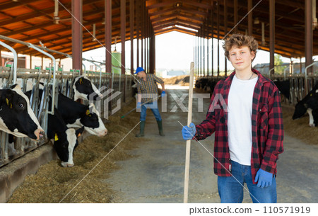 Confident teen boy standing with tool near stall with cows Confident teen boy standing with tool near stall with cows 110571919