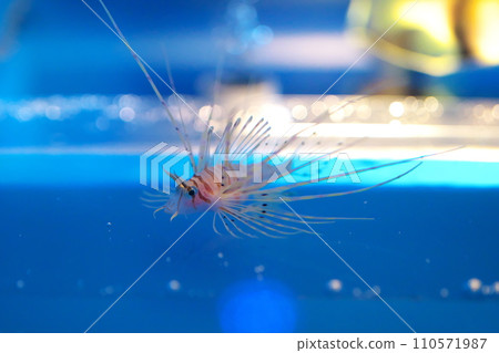 獅子魚苗 110571987