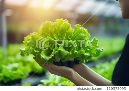 person holding lettuce during hydroponic farming person holding lettuce during hydroponic farming 110572095