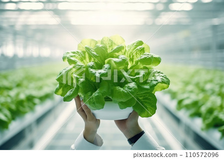 person holding lettuce during hydroponic farming person holding lettuce during hydroponic farming 110572096