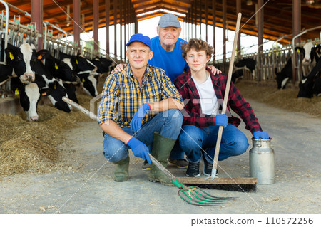 Positive elderly cow breeder with adult son and teenage grandson in cowshed Positive elderly cow breeder with adult son and teenage grandson in cowshed 110572256