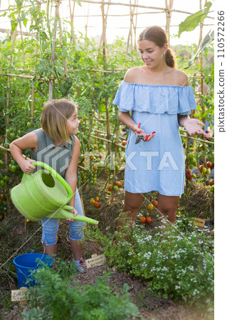 Daughter helps mom and father to water plants from watering can in farm field Daughter helps mom and father to water plants from watering can in farm field 110572266