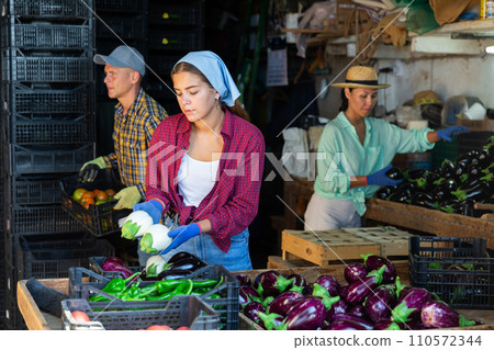 Farmers sort the recently harvested crop in the warehouse, putting it in crates 110572344